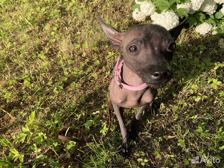 Ксолоитцкуинтли mini