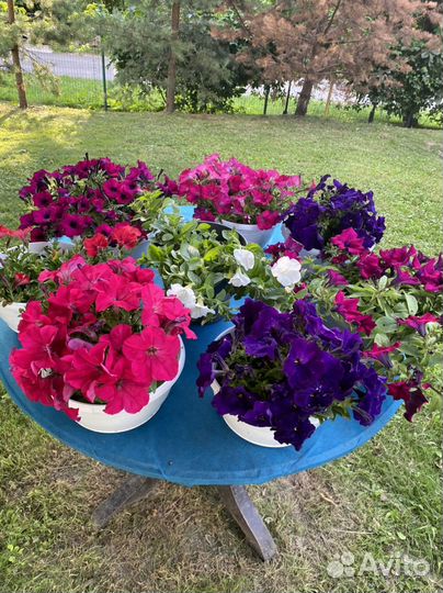 Петуния ампельная в кашпо