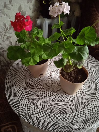 Комнатные растения цветы