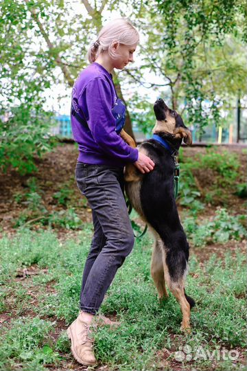 Собаки бесплатно