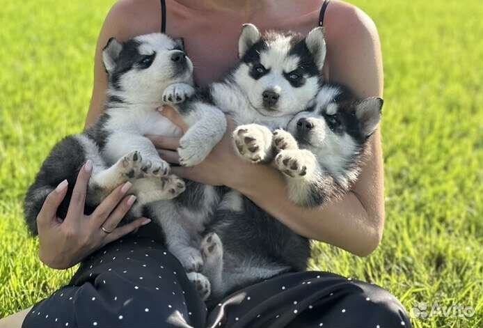 Щенки Хаски