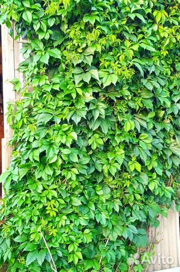 Девичий виноград