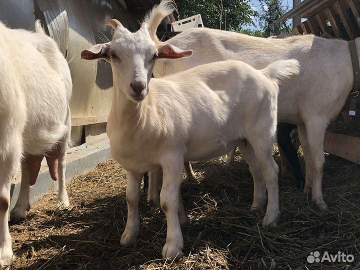 Козлята