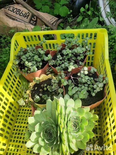 Многолетние садовые цветы