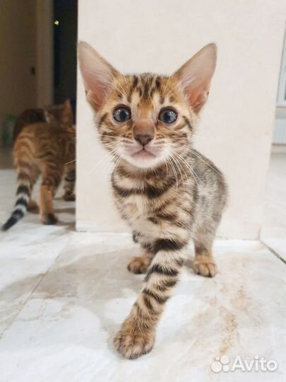 Бенгальские котята