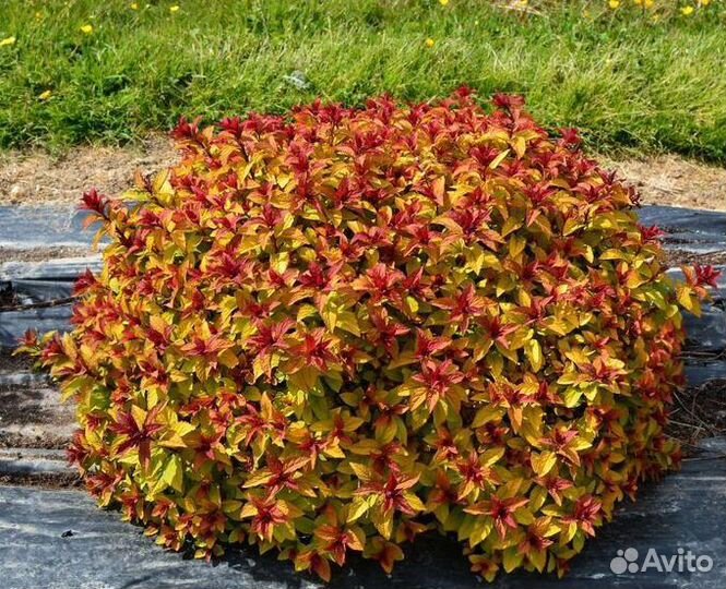 Спирея японская Мерло Стар