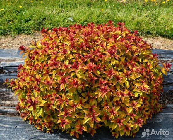 Спирея японская Мерло Стар