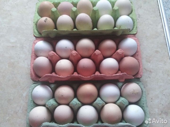 Инкубационное яйцо