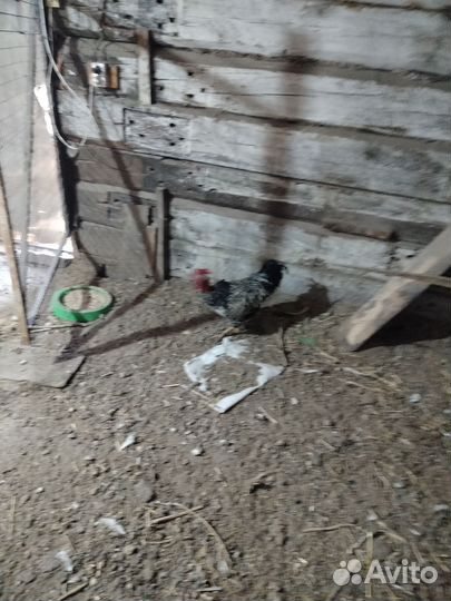 Петух голошейки