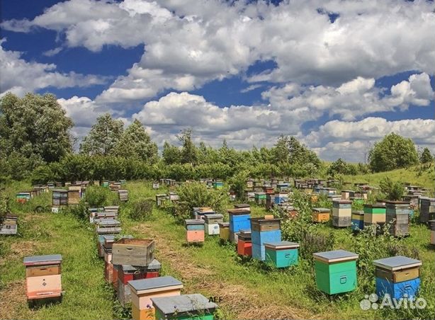 Мед 2024 года из Алтая опт