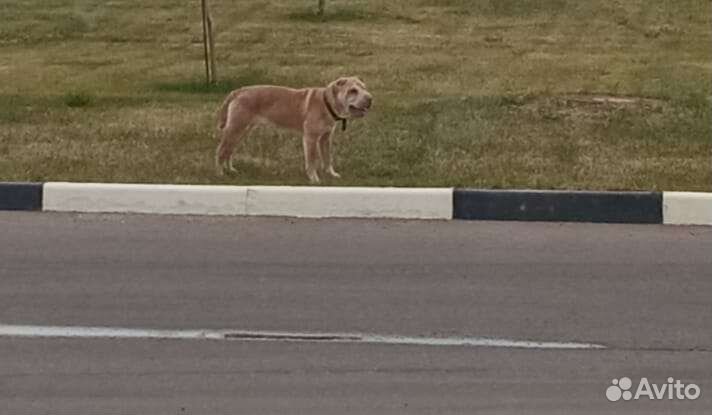 Собака в добрые руки