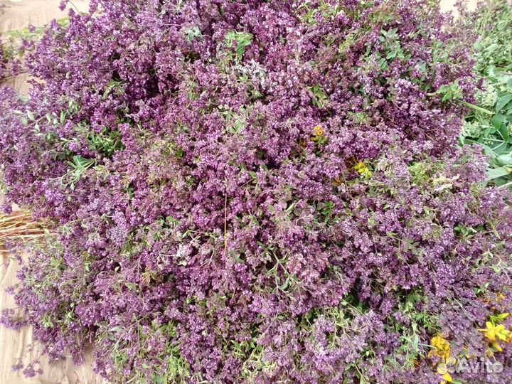 Душица, зверобой, мились2023