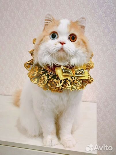 Разноглазый хайленд страйт шоу класса