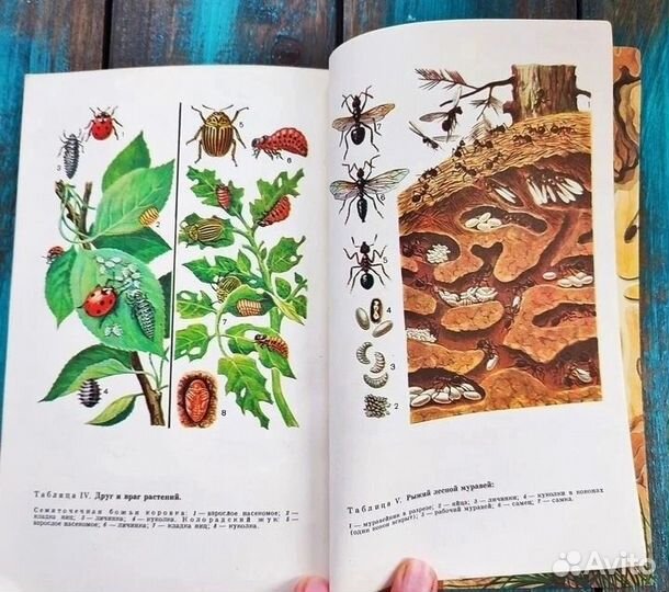 Насекомые друзья и враги деревьев и кустарников