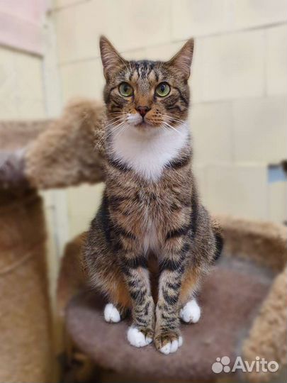 Ласковый Майкл