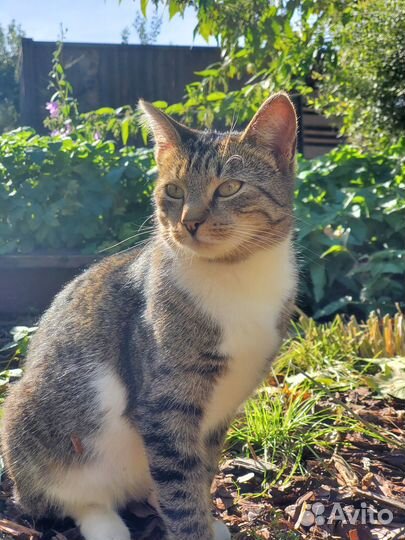 Кошка малышка