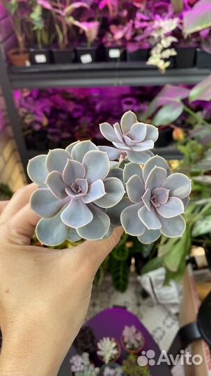 Суккуленты Пахифитум Эхеверии Крестовик Роули