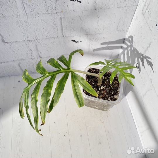 Алоказия брансифолия