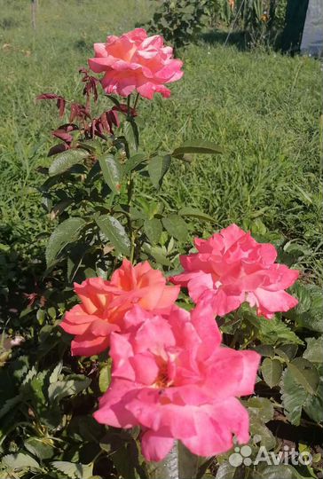 Саженцы розы Глория Дэй