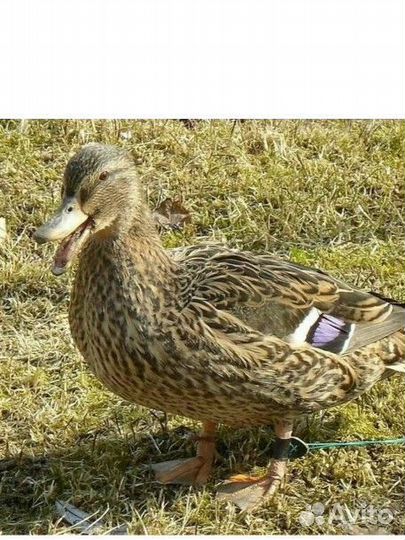 Подсадные утки