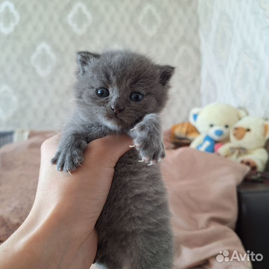 Котята ищут дом