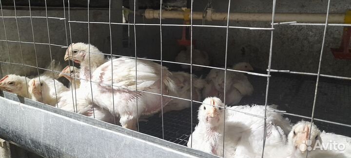 Цыплята суточные