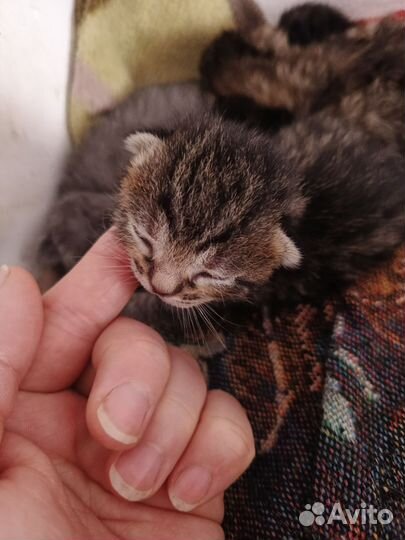 Котенок кошка кот