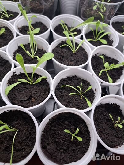 Статице (Кермек)