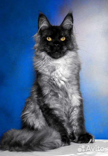 Арчибальд Мейн-кун