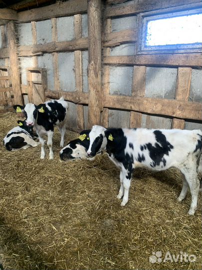 Телята бычки