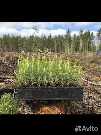 Ель, сеянцы зкс. Лесовосстановление. OT 100 000шт