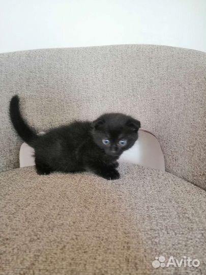 Кошки бесплатно