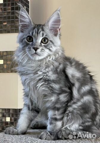 Чудесный котёнок мейн-кун объявление продам