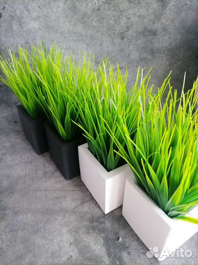 Осока в кашпо