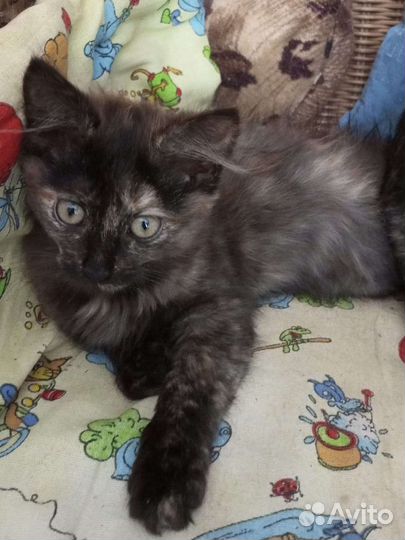 Кошка в дар бесплатно