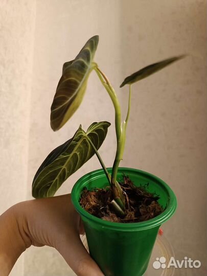 Филодендрон Меланохризум