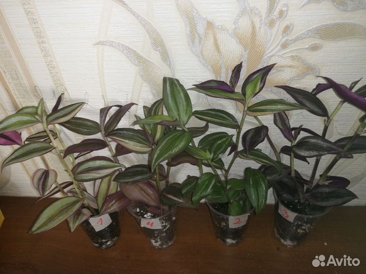 Традисканция