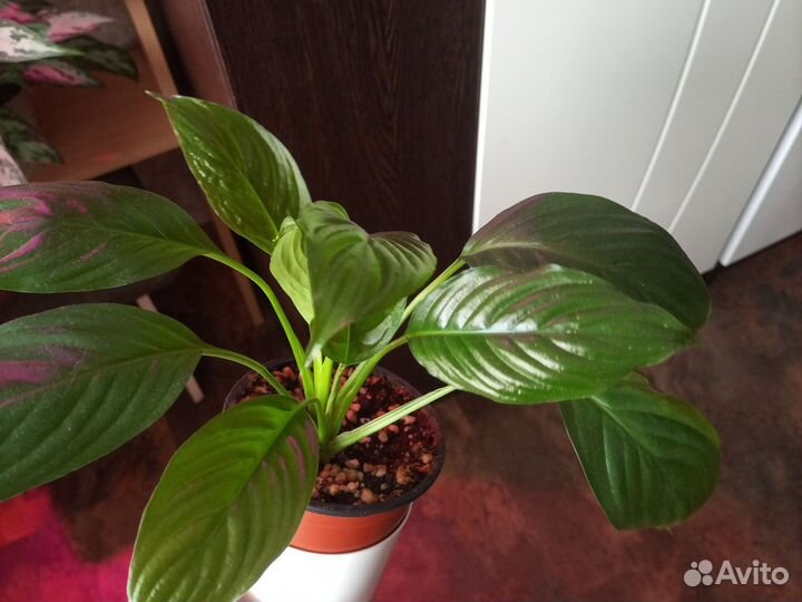 Спатифиллум