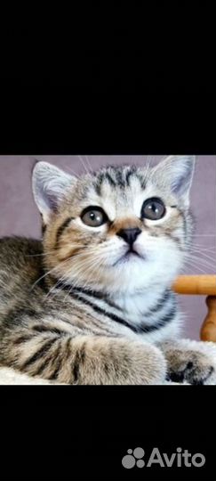 Шотландские котята