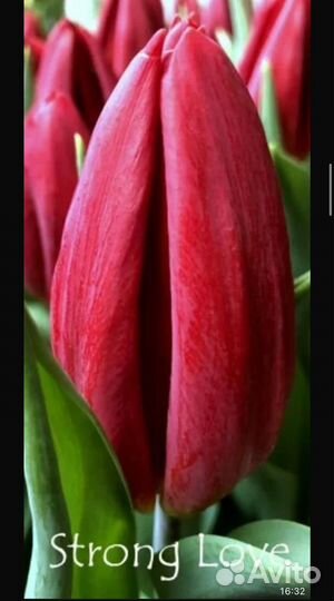 Букет тюльпанов к 8 марта