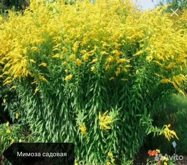 Многолетники