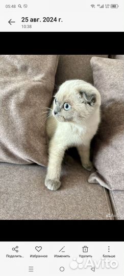 Шотландская