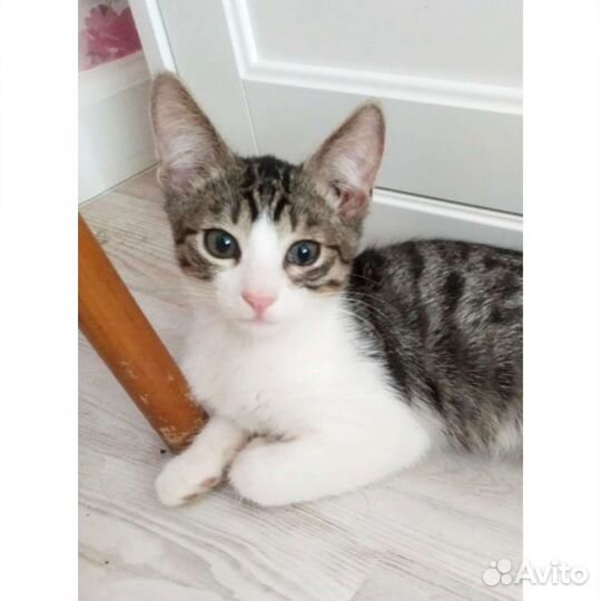 Отдам котенка мальчика