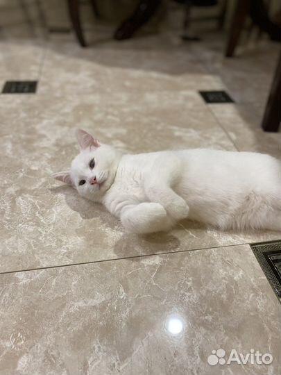 Кошка в дар бесплатно