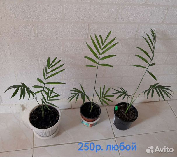 Хамедорея, Сингониум, хлорофитумы