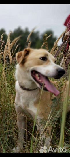 Кнопка в добрые руки