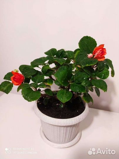 Бальзамин махровый Лососевый