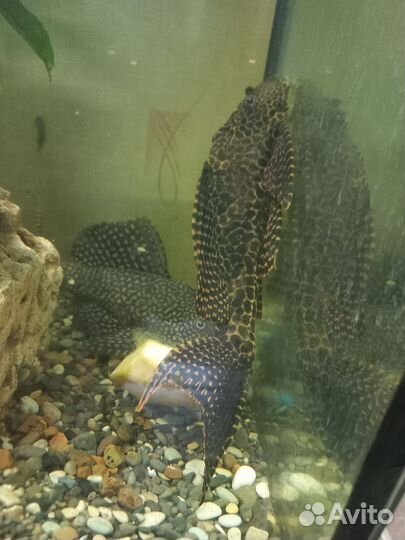 Парчовый сом Птеригоплихт