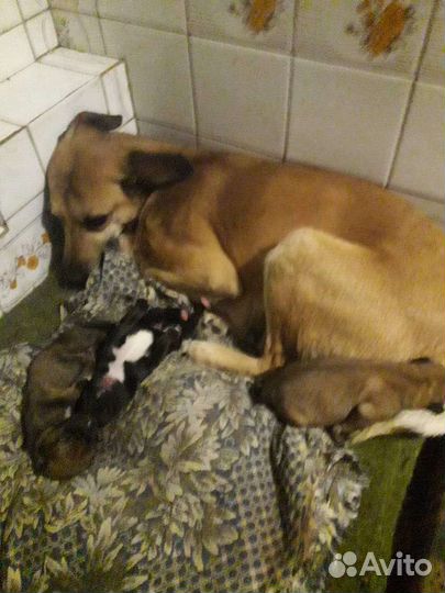 Щенки левретки бронь