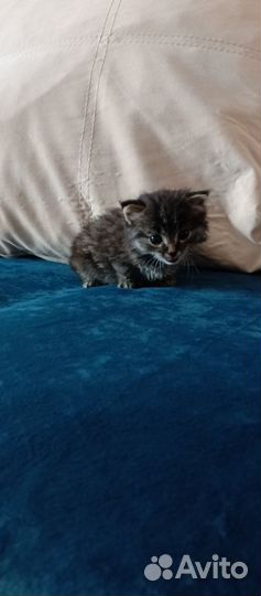 Кошечка котенок, курбоб